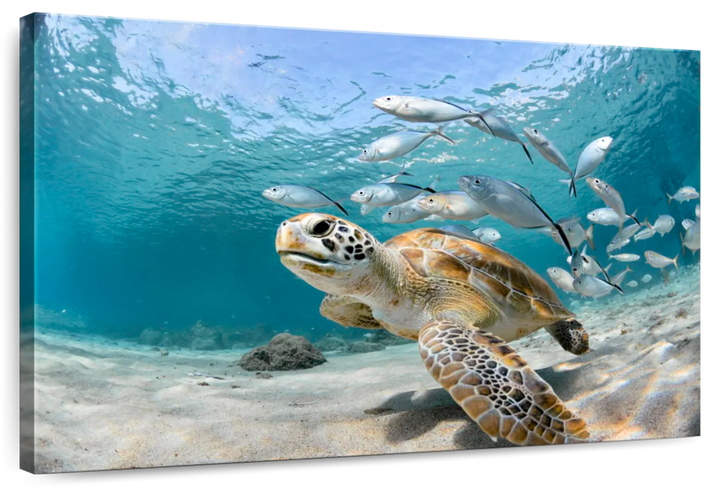 Curacao Fish And Turtle Wall Art - Turtle & Fish Under the sea - Vibrant colors - Canvas art - One Pieces canvas - Coastal Compass Home Decor