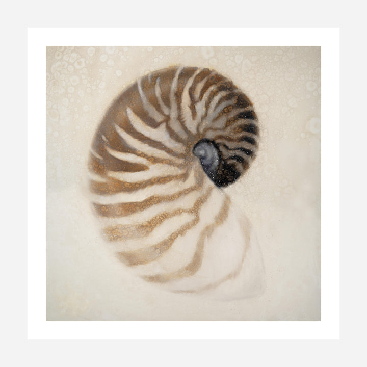 Nautilus Framed Canvas Art