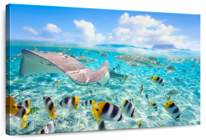 Bora Bora Sea Life Wall Art - Large Canvas - Fish & Shark Underwater Sea - Coastal Artwork - Coastal Compass Home Decor