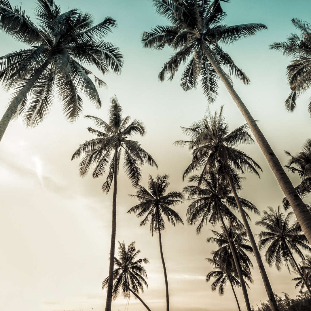 Dawning Above Palm Trees Wall Art - Single Canvas - Large - Palm Trees with Tan & Blue Sky - Coastal Compass Home Decor