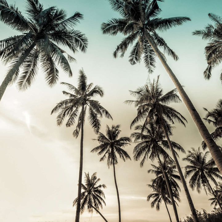 Dawning Above Palm Trees Wall Art - Single Canvas - Large - Palm Trees with Tan & Blue Sky - Coastal Compass Home Decor