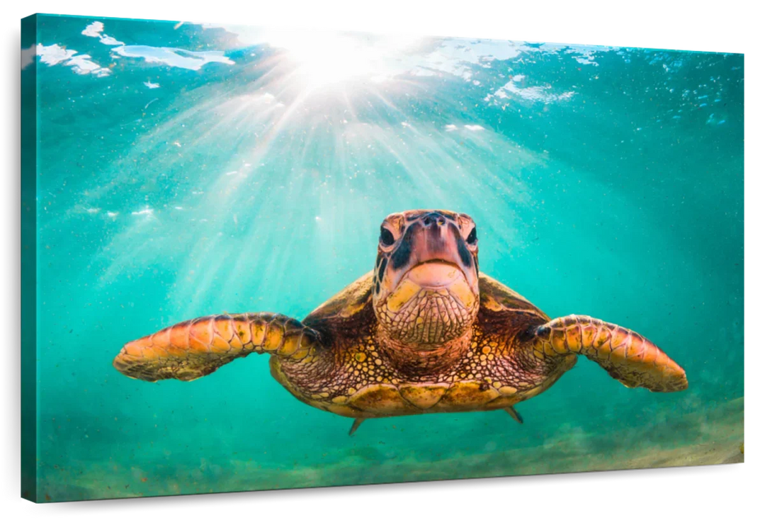 Maui Green Turtle Wall Art - Turtle Art - Under the sea - Single Canvas - Coastal Compass Home Decor