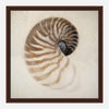 Nautilus Framed Canvas Art
