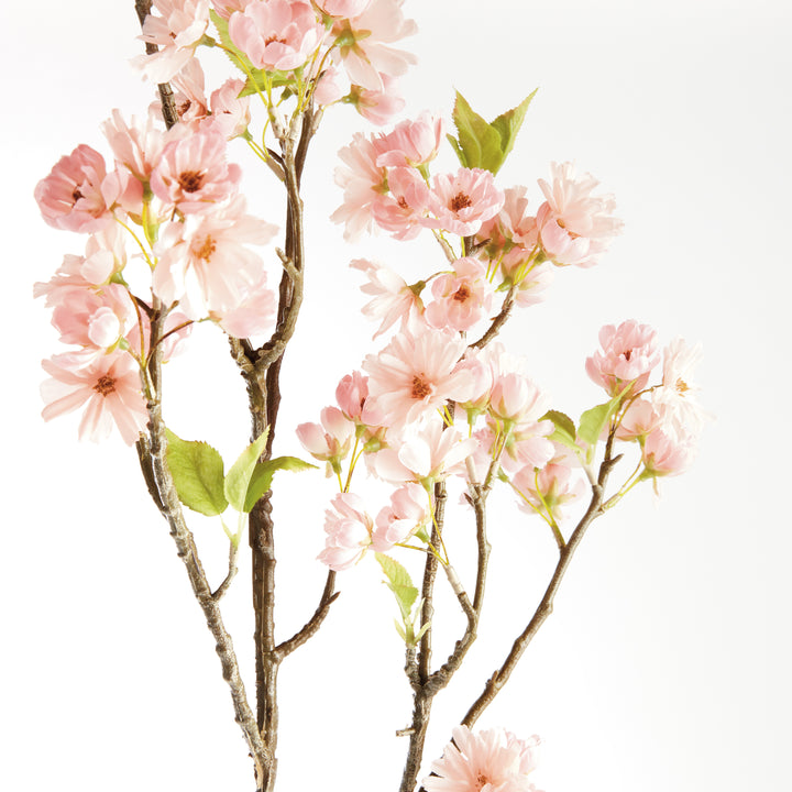 Pink Double Cherry Blossom Branches