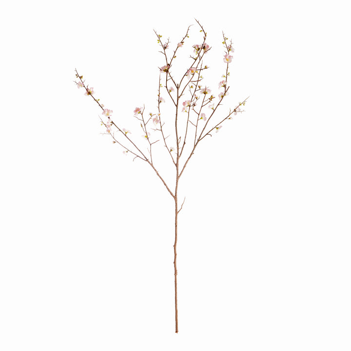 Pink Quince Blossom Branches