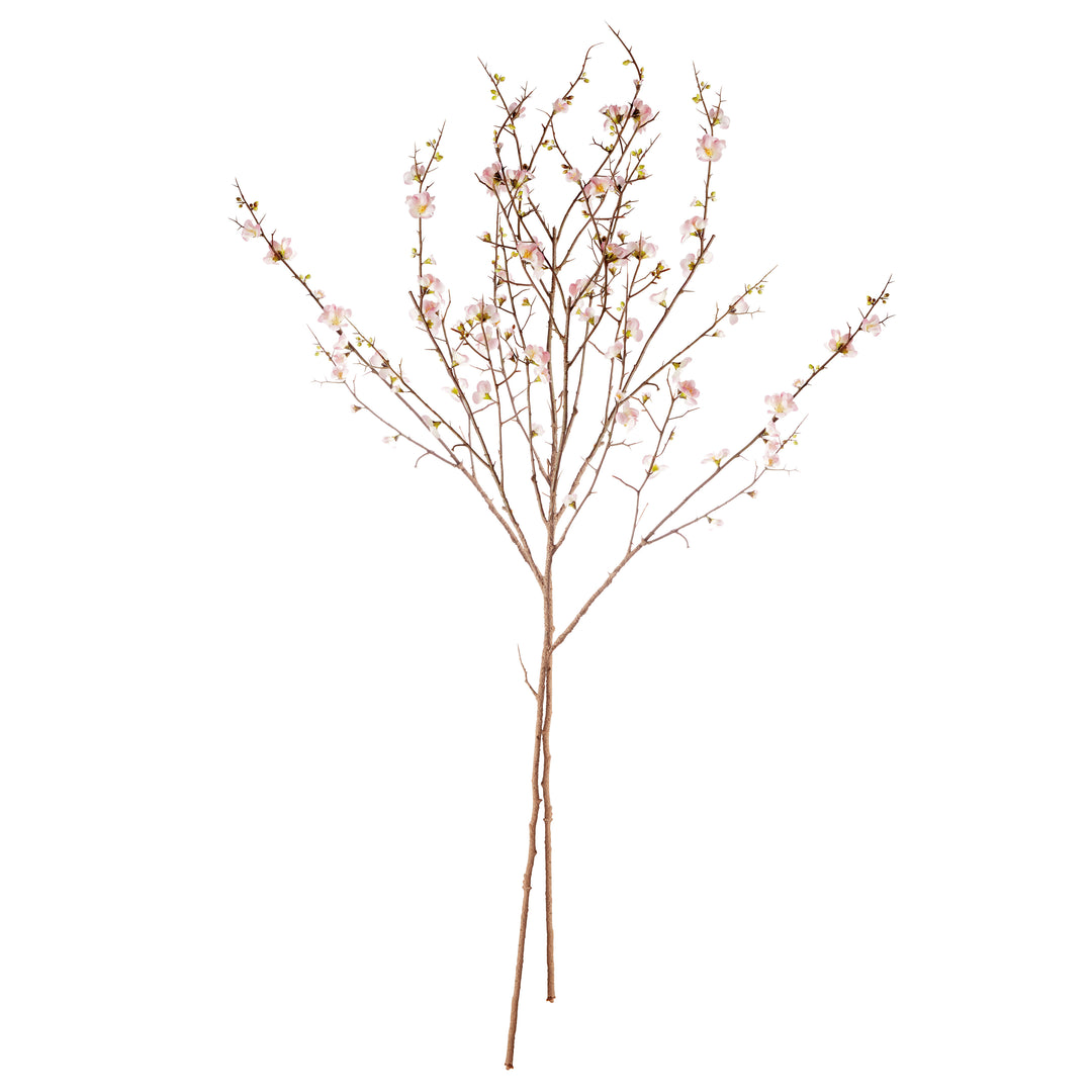 Pink Quince Blossom Branches