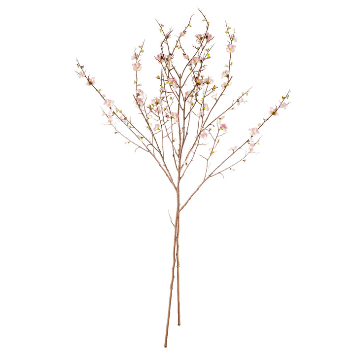 Pink Quince Blossom Branches