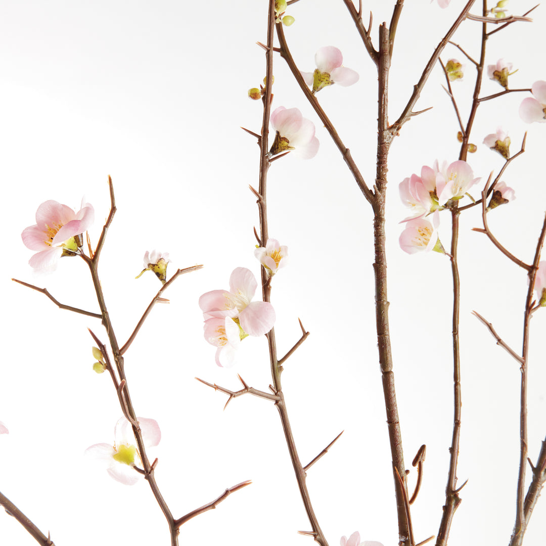 Pink Quince Blossom Branches