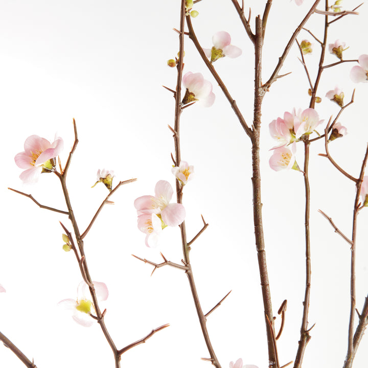 Pink Quince Blossom Branches