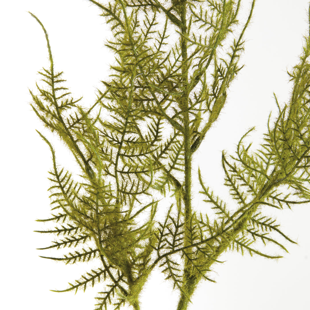 Plumosa Stems Set/6