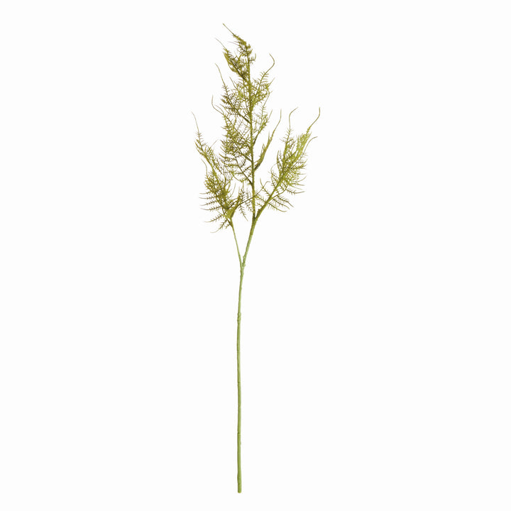 Plumosa Stems Set/6