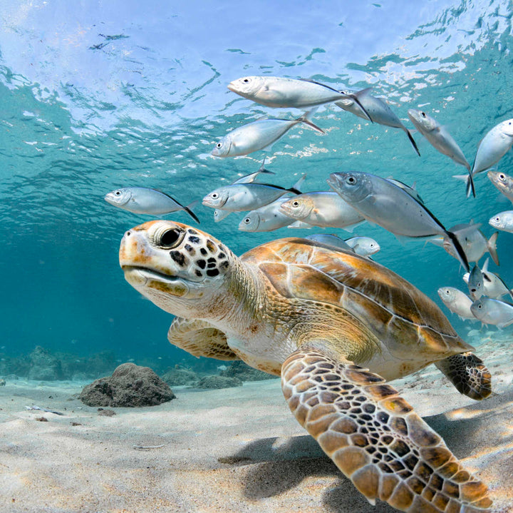 Curacao Fish And Turtle Wall Art - Turtle & Fish Under the sea - Vibrant colors - Canvas art - One Pieces canvas - Coastal Compass Home Decor