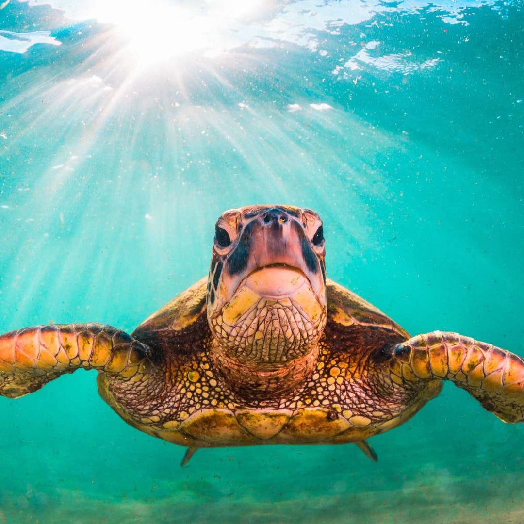 Maui Green Turtle Wall Art - Turtle Art - Under the sea - 3 Piece Canvas - Coastal Compass Home Decor