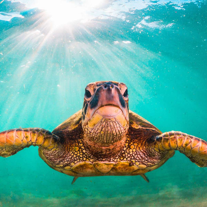 Maui Green Turtle Wall Art - Turtle Art - Under the sea - 3 Piece Canvas - Coastal Compass Home Decor