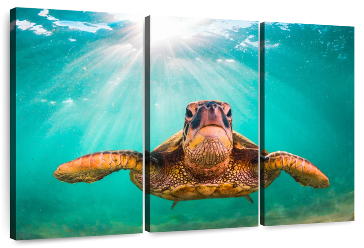 Maui Green Turtle Wall Art - Turtle Art - Under the sea - 3 Piece Canvas - Coastal Compass Home Decor