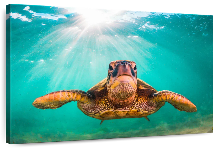 Maui Green Turtle Wall Art - Turtle Art - Under the sea - Single Canvas - Coastal Compass Home Decor